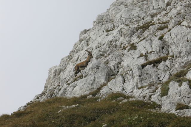 Bovški Gamsovec čez Luknjo,  24.09.2014 - foto