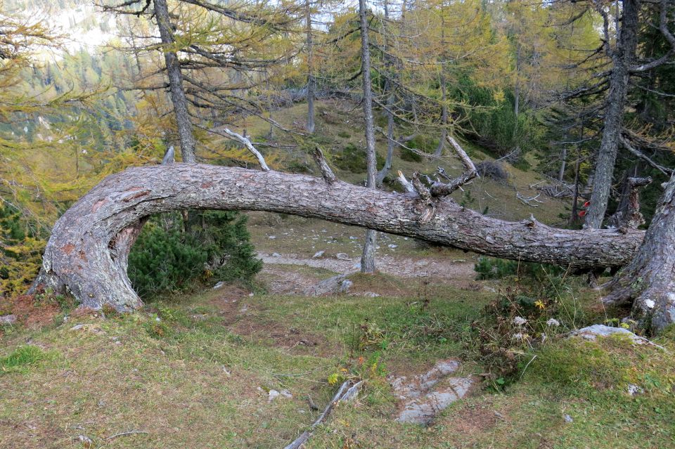 Blejska koča ... 11.10.2014 - foto povečava