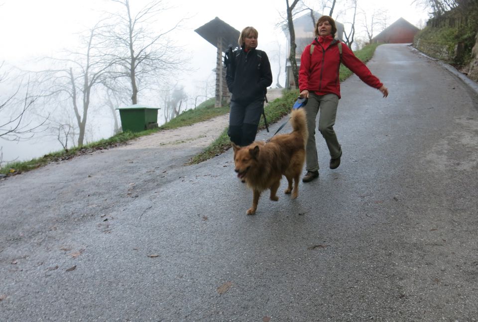 Dingo + Gonte, 20.11.2014 - foto povečava