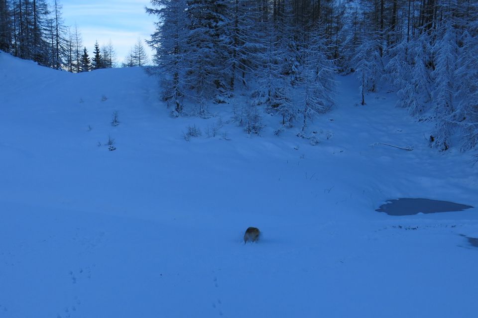 Dingo + Silva na Zelenici  08.12. 2014 - foto povečava