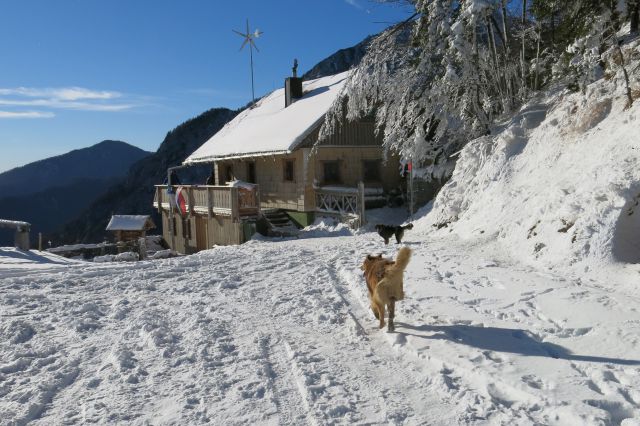 Dingo ljubi koče ...