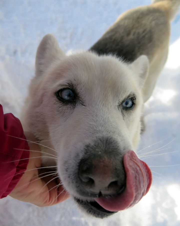 Lubnik s Kobile  02.02.2015 - foto povečava