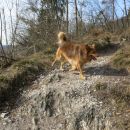 DINGO na Lovrencu, 04.03.2015