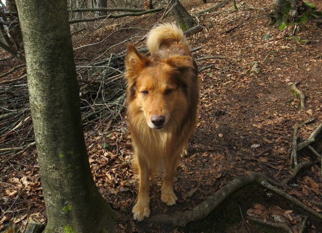 DINGO na Lovrencu, 04.03.2015 - foto