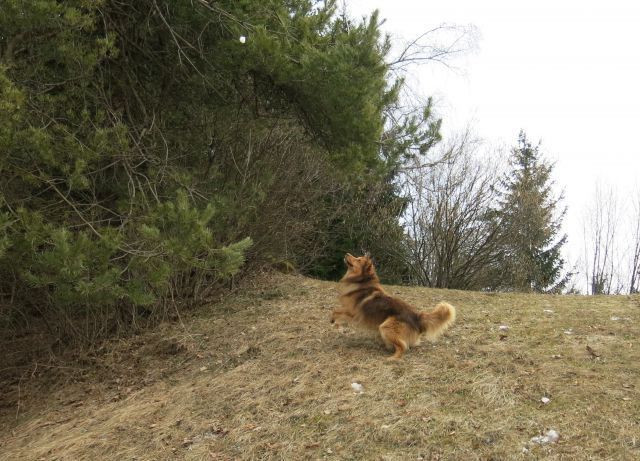 DINGO na Lovrencu, 04.03.2015 - foto