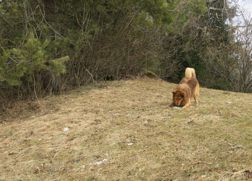 DINGO na Lovrencu, 04.03.2015 - foto povečava