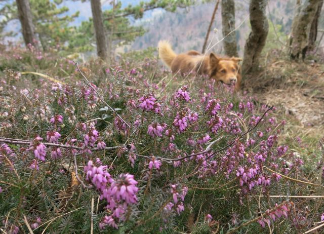 DINGO na Lovrencu, 04.03.2015 - foto