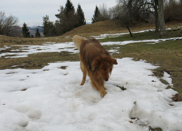 DINGO na Lovrencu, 04.03.2015 - foto