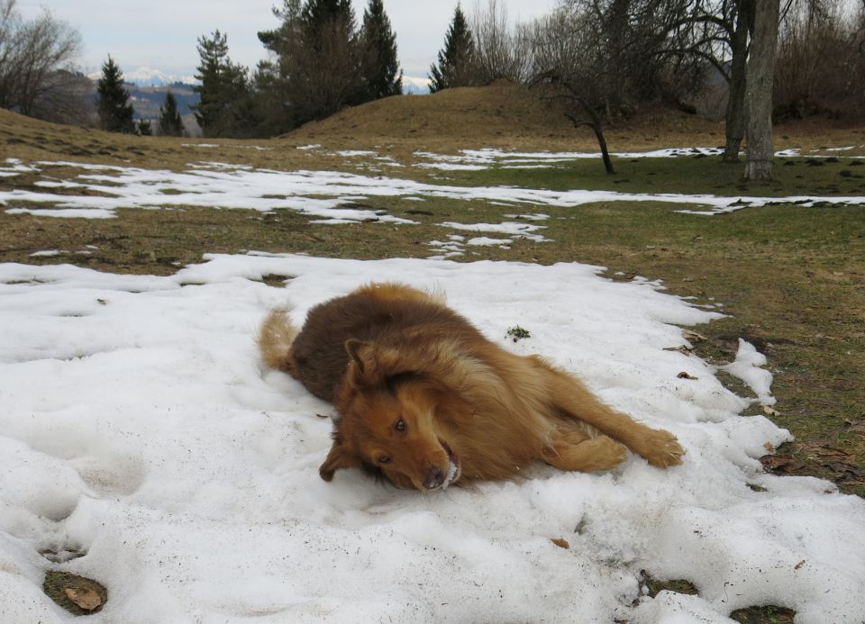 DINGO na Lovrencu, 04.03.2015 - foto povečava