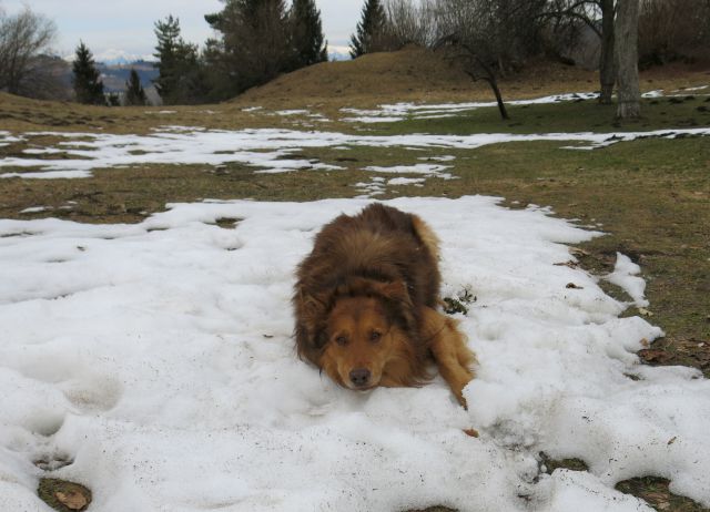 DINGO na Lovrencu, 04.03.2015 - foto