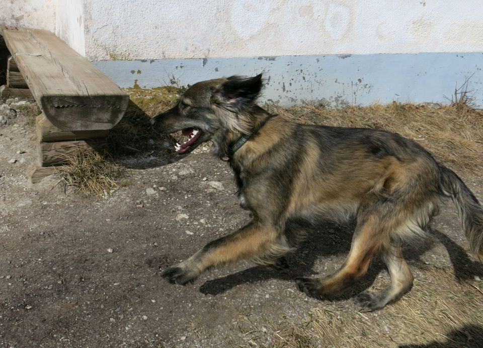 mimo je letela kosmata senca - tisočinka, pa jo ujameš!