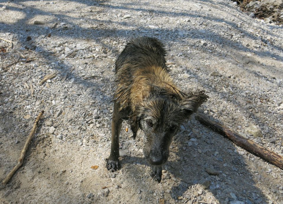 Dingo + Silva - Iški Vintgar, 09.04.2015 - foto povečava