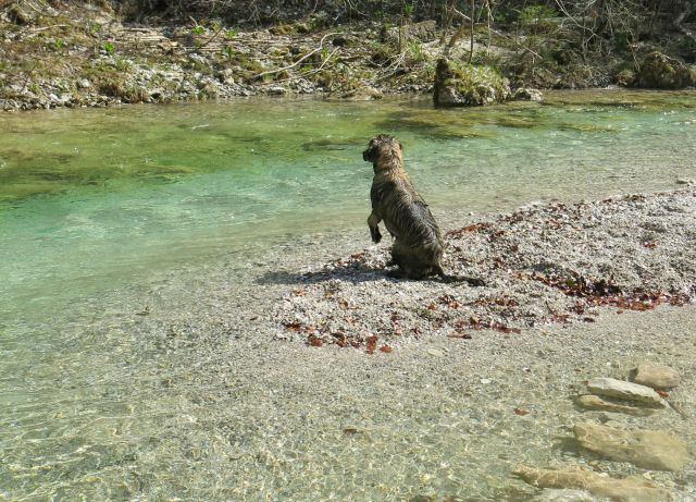 Dingo + Silva - Iški Vintgar, 09.04.2015 - foto