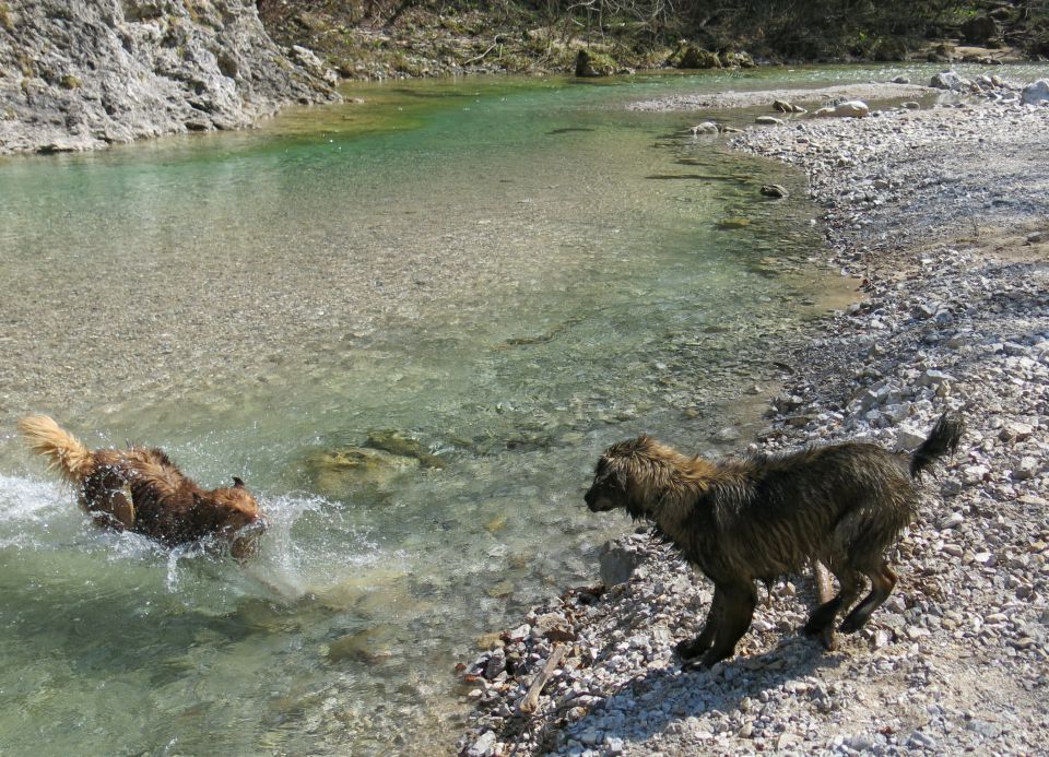 Dingo + Silva - Iški Vintgar, 09.04.2015 - foto povečava