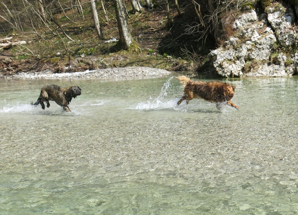 Dingo + Silva - Iški Vintgar, 09.04.2015 - foto povečava