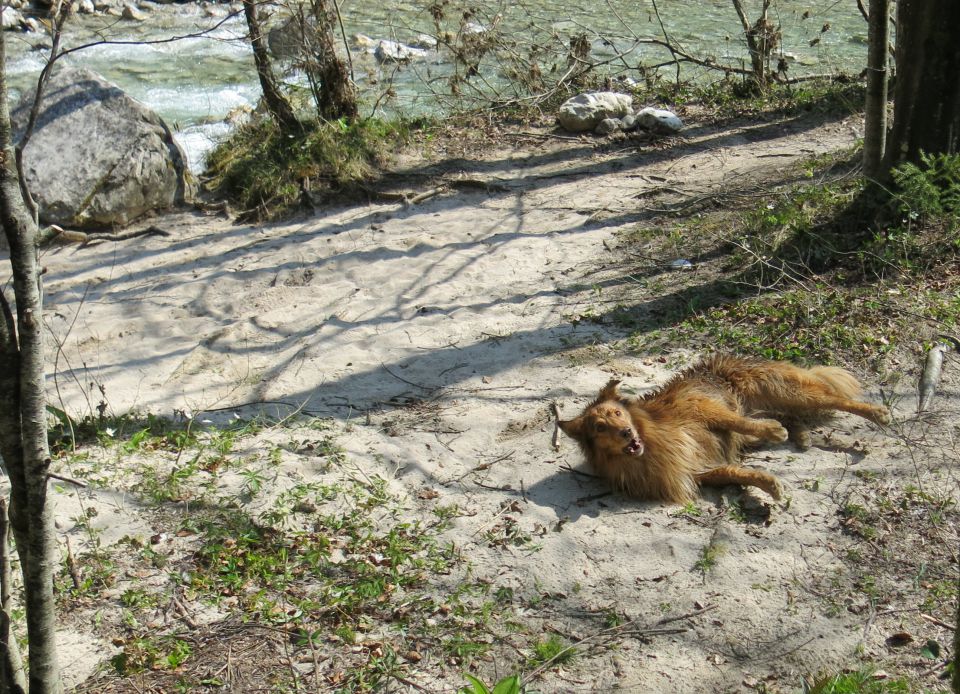 Dingo + Silva - Iški Vintgar, 09.04.2015 - foto povečava