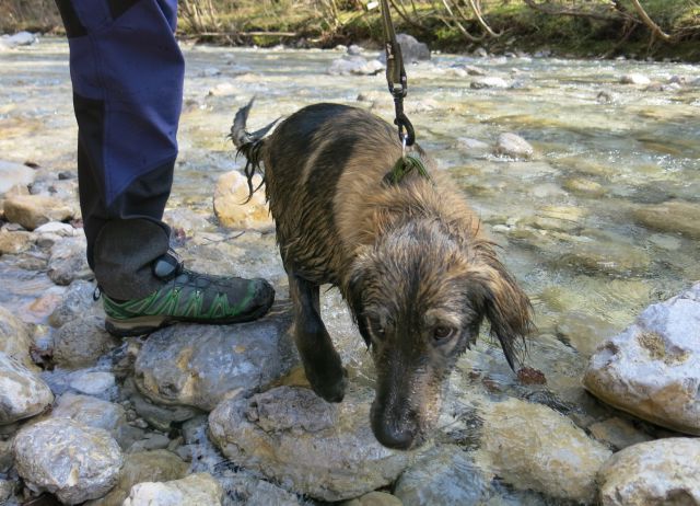 Dingo + Silva - Iški Vintgar, 09.04.2015 - foto