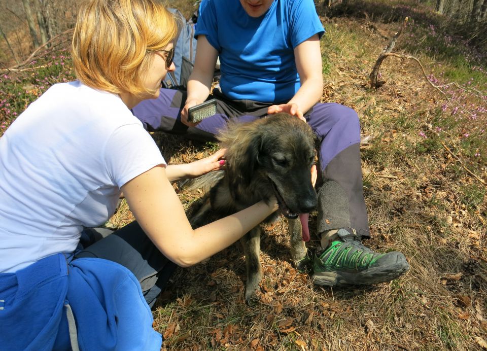 Dingo + silva mimo slapov  - foto povečava