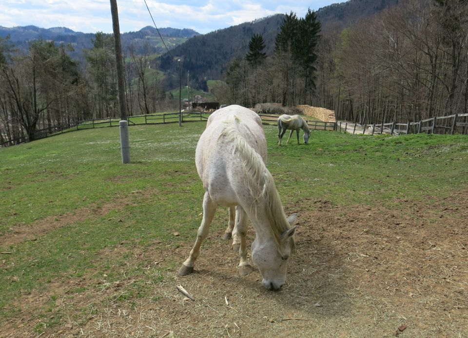 Grmada - 12.04.2015 - foto povečava