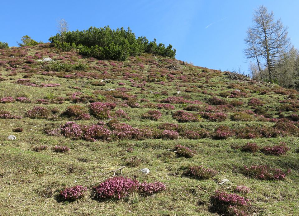 Debela peč - 06.05.2015 - foto povečava