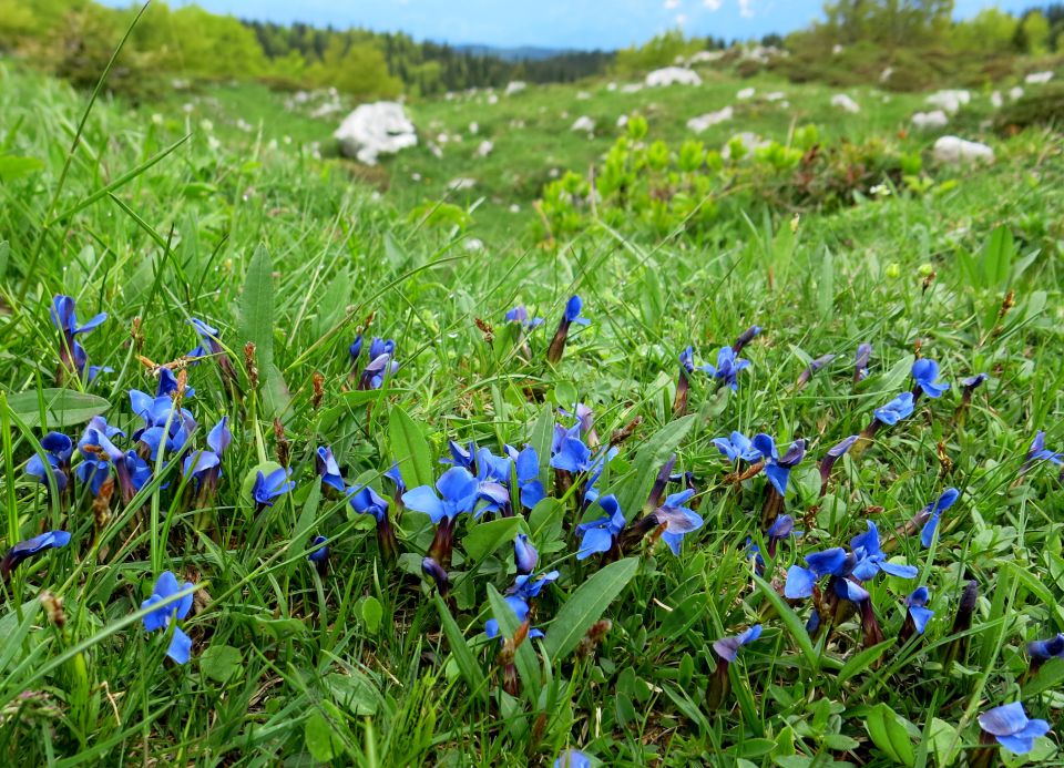 Altemaver + Ratitovec  24.05.2015 - foto povečava