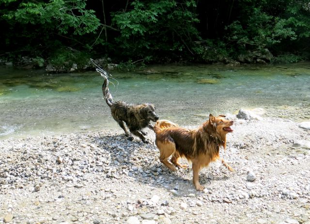 DINGO + Silva v Iškem Vintgarju, 29.05.2015 - foto