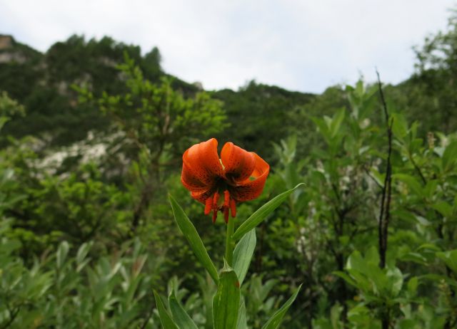 Ledine - križ, 21.06.2015 - foto