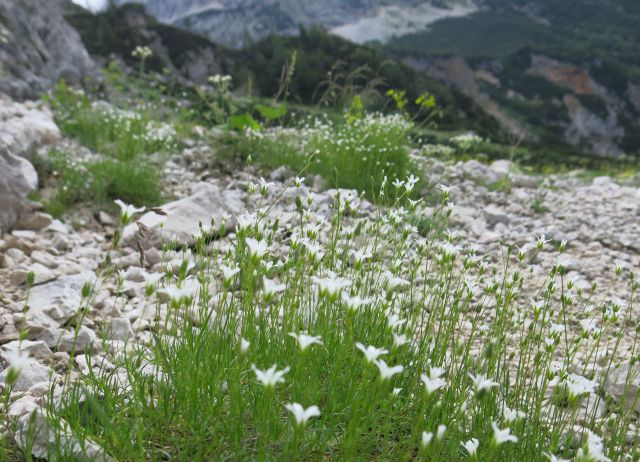 Ledine - križ, 21.06.2015 - foto