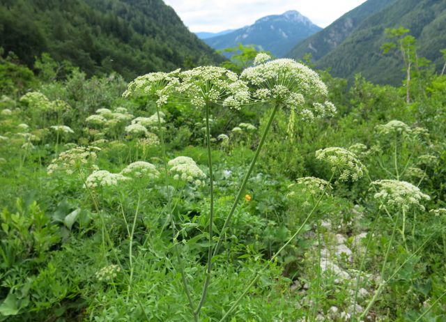 Ledine - križ, 21.06.2015 - foto