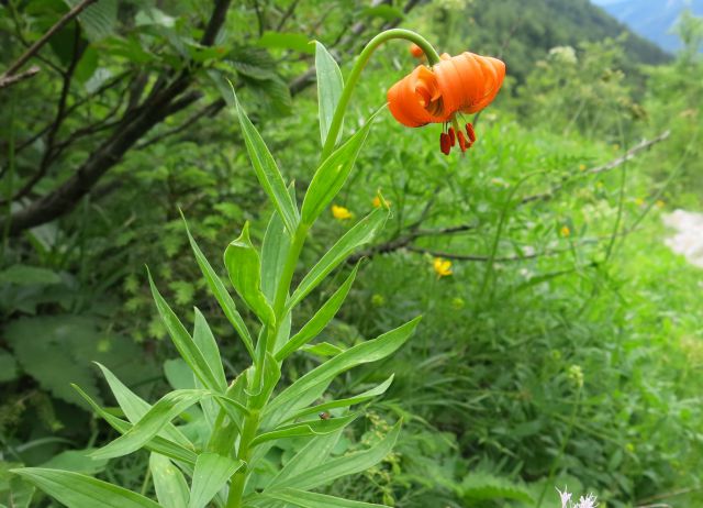 Ledine - križ, 21.06.2015 - foto