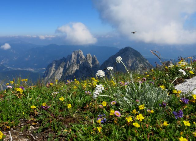 Skala + male špice, 01.07.2015 - foto