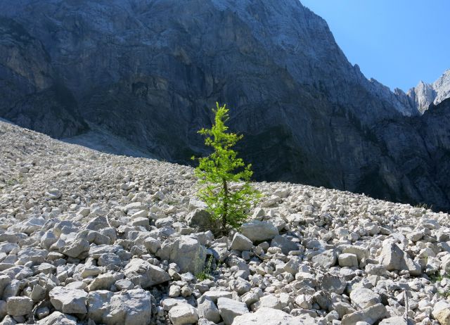 Tamar - Slem. špica - Grlo,  07.07.2015 - foto