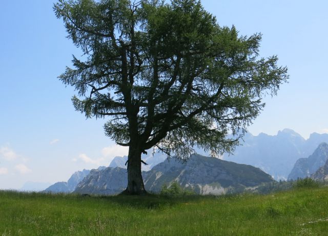 Tamar - Slem. špica - Grlo,  07.07.2015 - foto