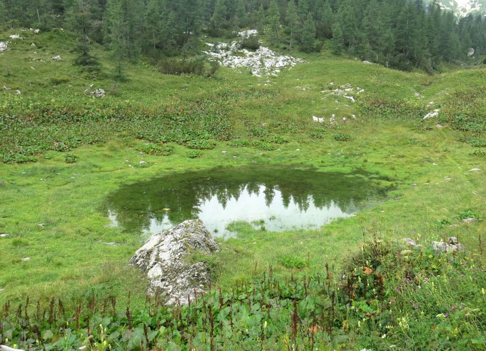 Lepošpič., m.Tič.,Rušnata g.,Blato 5.08.15 - foto povečava