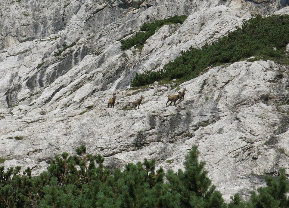 Mala lojtrca, 22.08.2015 - foto povečava