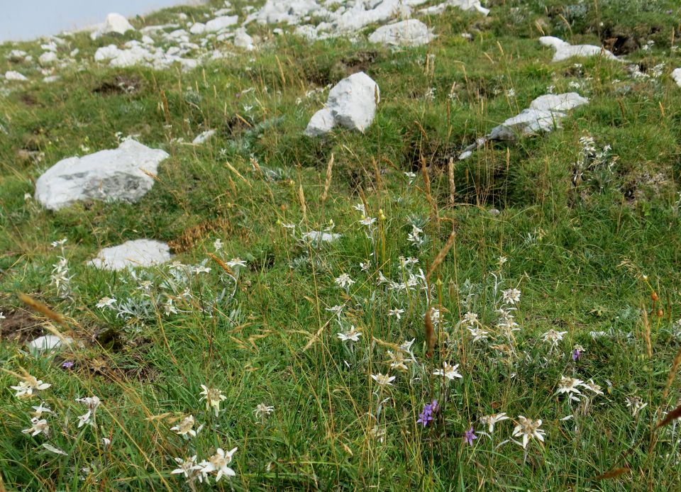 Zelenica - Palec, 26.08.2015 - foto povečava