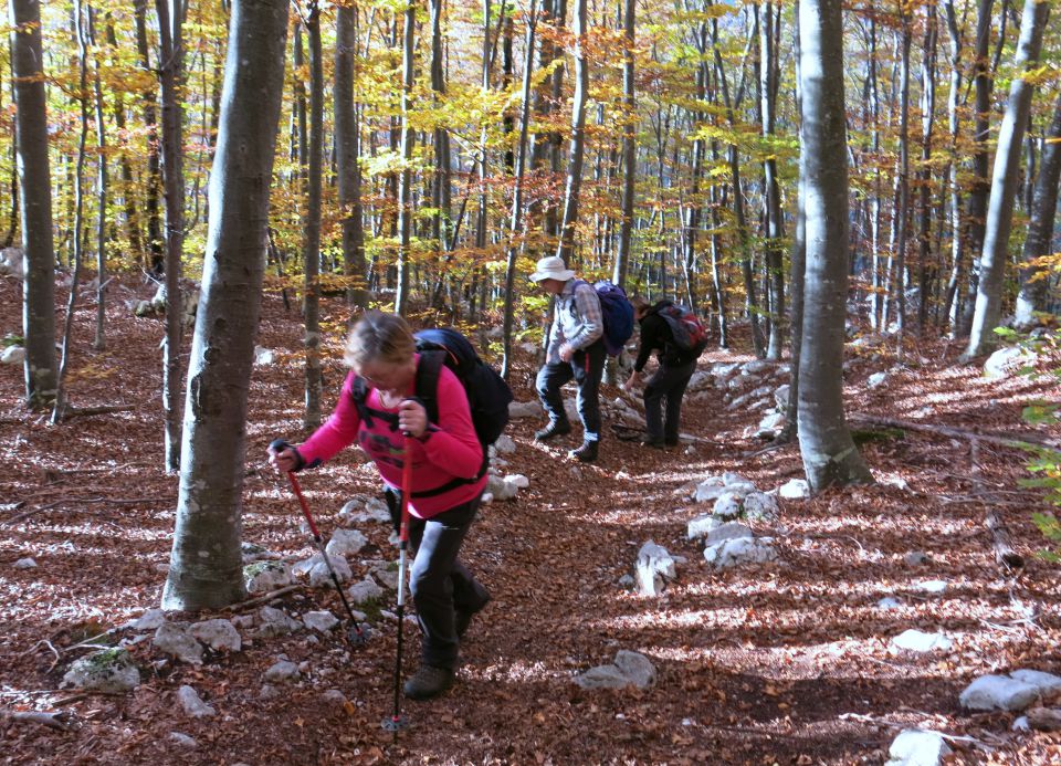 SVINJAK, 26.10.2015 - foto povečava