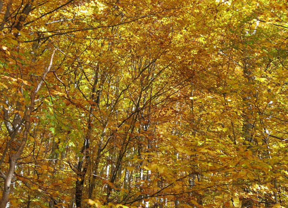 SVINJAK, 26.10.2015 - foto povečava