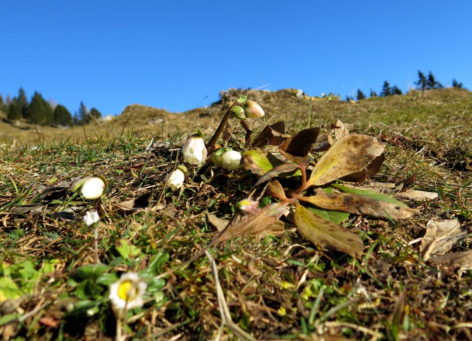 Pod Krvavcem 04.12.2015 - foto povečava