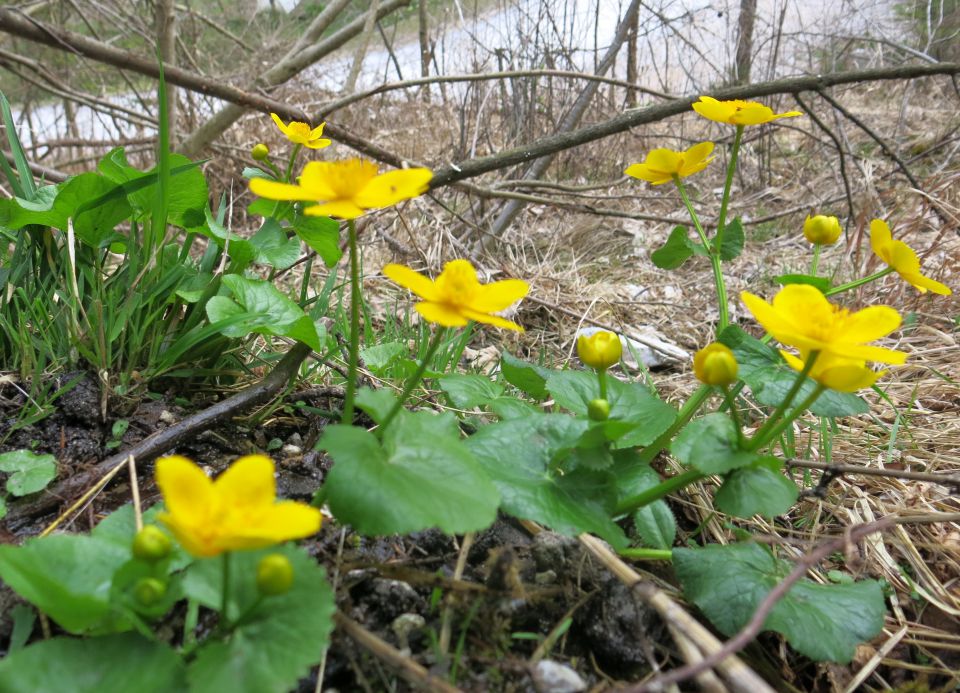 Sprehod na Gonte,  02.04.2016 - foto povečava