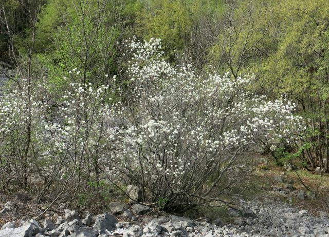 GRADIŠKA ... 03.04.2016 - foto