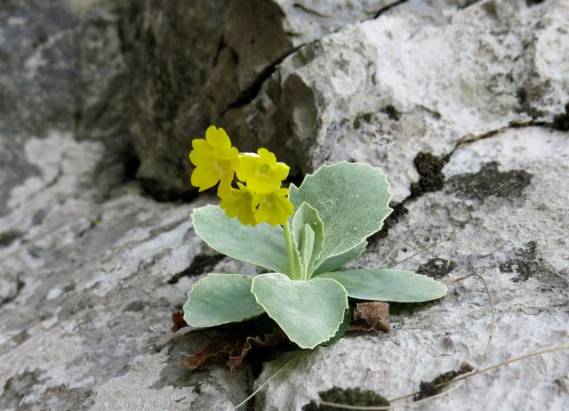 GRADIŠKA ... 03.04.2016 - foto