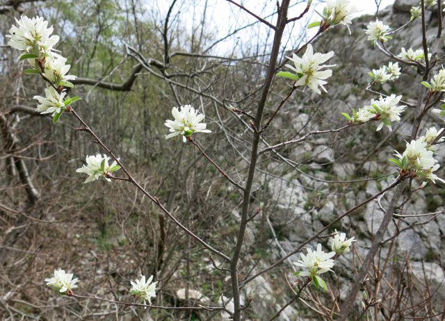 GRADIŠKA ... 03.04.2016 - foto