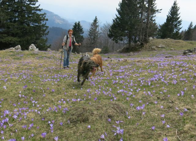 Silva in Dingo na Veliki planini, 11.04.2016 - foto