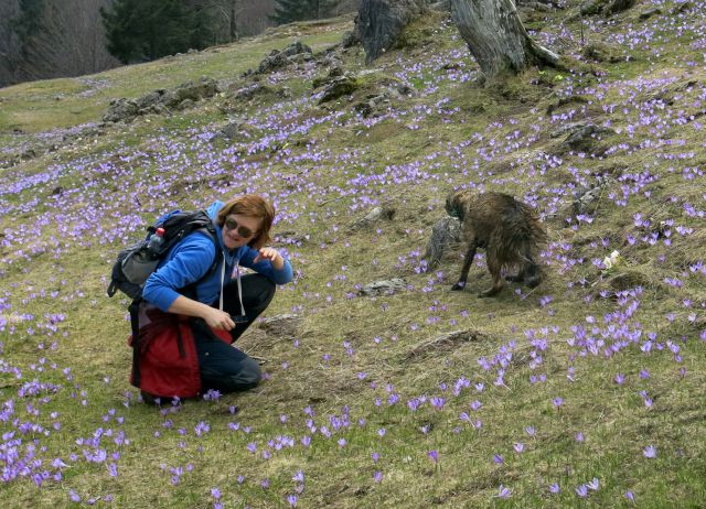 Silva in Dingo na Veliki planini, 11.04.2016 - foto