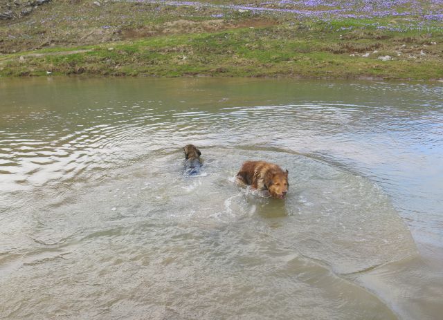 Silva in Dingo na Veliki planini, 11.04.2016 - foto