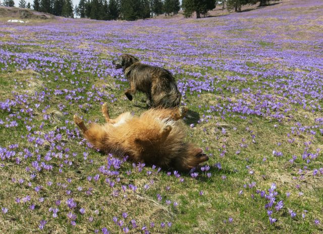 Silva in Dingo na Veliki planini, 11.04.2016 - foto