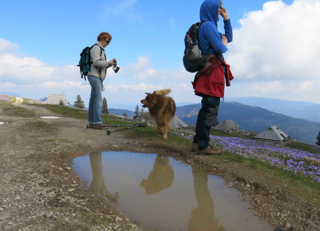 Silva in Dingo na Veliki planini, 11.04.2016 - foto