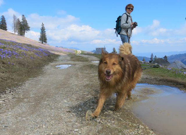 Silva in Dingo na Veliki planini, 11.04.2016 - foto