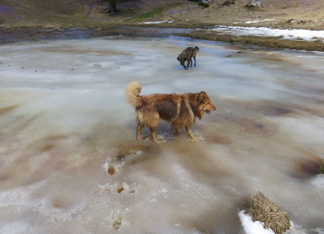 Silva in Dingo na Veliki planini, 11.04.2016 - foto